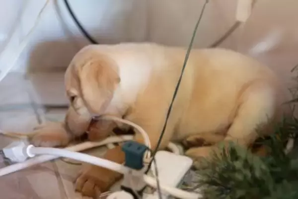 犬が原因で『火事』が起きることがある？留守番中に潜む危険や事故を未然に防ぐためにすべきことまで