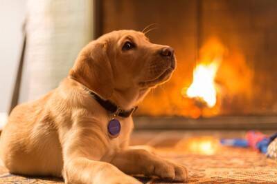 犬が原因で『火事』が起きることがある？留守番中に潜む危険や事故を未然に防ぐためにすべきことまで
