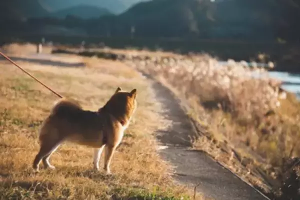 犬が『秋に体調を崩してしまう』理由4つ　寒暖差で具合が悪くなる原因とは？