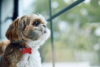 犬が『秋に体調を崩してしまう』理由4つ　寒暖差で具合が悪くなる原因とは？