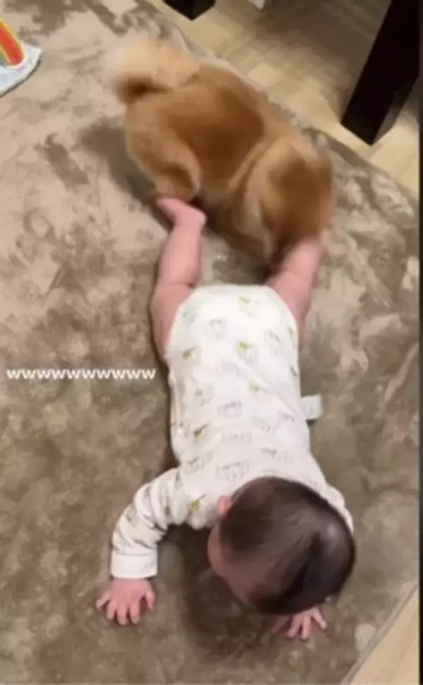赤ちゃんと小型犬のブレイキングダウン！？謎すぎる遊びが190万回再生の大反響　「互いに大忙しで笑った」「想像超えたｗ」