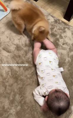 赤ちゃんと小型犬のブレイキングダウン！？謎すぎる遊びが190万回再生の大反響　「互いに大忙しで笑った」「想像超えたｗ」