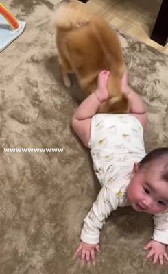 赤ちゃんと小型犬のブレイキングダウン！？謎すぎる遊びが190万回再生の大反響　「互いに大忙しで笑った」「想像超えたｗ」
