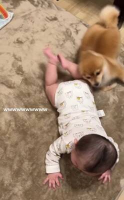 赤ちゃんと小型犬のブレイキングダウン！？謎すぎる遊びが190万回再生の大反響　「互いに大忙しで笑った」「想像超えたｗ」