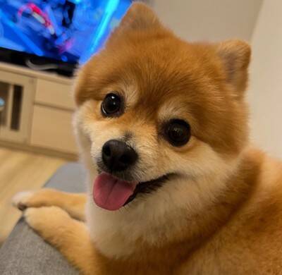 赤ちゃんと小型犬のブレイキングダウン！？謎すぎる遊びが190万回再生の大反響　「互いに大忙しで笑った」「想像超えたｗ」