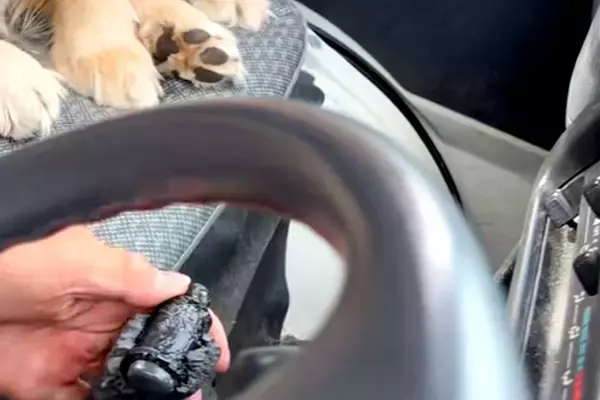 車の助手席で『シフトレバー』を破壊した大型犬→お父さんに叱られて…許すしかない『反省の表情』が147万再生「申し訳なさそう」「目がｗ」