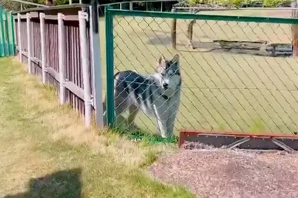 ドッグランでトイレに行った結果→大型犬が『置いていかれた』と勘違いして…想像以上に『健気な様子』が11万再生「泣きそう」「たまらない」