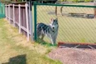 ドッグランでトイレに行った結果→大型犬が『置いていかれた』と勘違いして…想像以上に『健気な様子』が11万再生「泣きそう」「たまらない」