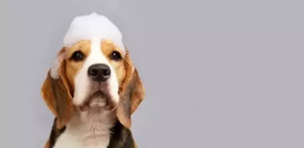 犬に絶対NGな『シャンプー方法』５選　お風呂でやりがちなタブー行為まで解説