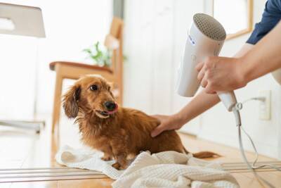 犬に絶対NGな『シャンプー方法』５選　お風呂でやりがちなタブー行為まで解説