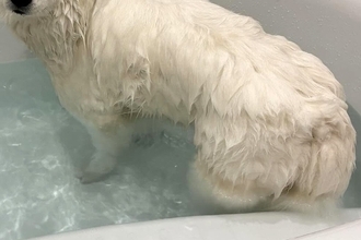 お風呂に入った大型犬→全身が濡れた結果…犬とは思えない『別の動物に変化した光景』に4万いいね集まる「犬のフリしてる？」「本当だｗ」