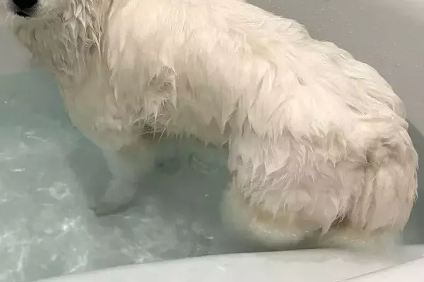 お風呂に入った大型犬→全身が濡れた結果…犬とは思えない『別の動物に変化した光景』に4万いいね集まる「犬のフリしてる？」「本当だｗ」