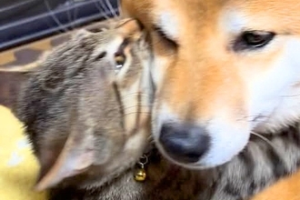 犬のことが大好きすぎる猫→気持ちを抑えられなくて…想像以上に『激しすぎる愛情表現』が14万再生「優しさに感動した」「離れられないんだね」