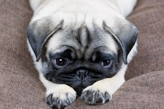 犬が病気になるかもしれない『生活環境』５選　健康被害をもたらす要因や改善策まで