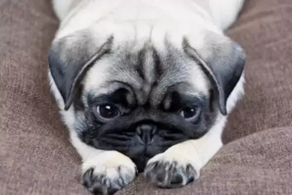 犬が病気になるかもしれない『生活環境』５選　健康被害をもたらす要因や改善策まで