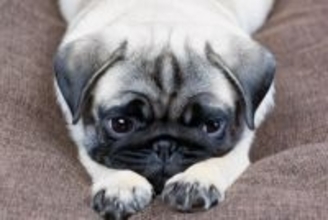 犬が病気になるかもしれない『生活環境』５選　健康被害をもたらす要因や改善策まで