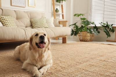 犬が病気になるかもしれない『生活環境』５選　健康被害をもたらす要因や改善策まで