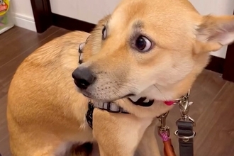 保護された『野犬』を飼い始めた初日、怖がりブルブルと震えて…当時では考えられない『現在の表情』が60万表示「全然違う」「幸せになったね」