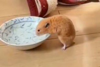脱走したハムスターが『犬の水を飲んだ』結果→後ろで犬が見ていて…想定外の展開で見せた『困惑の様子』が38万再生「見守るの可愛いｗｗ」