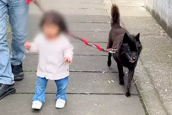 小さな女の子と一緒にお散歩をする甲斐犬→わざわざ『歩幅』を合わせてくれて…優しさに溢れた光景に感動の声「ほっこり」「なんて愛おしい世界」