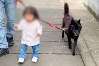 小さな女の子と一緒にお散歩をする甲斐犬→わざわざ『歩幅』を合わせてくれて…優しさに溢れた光景に感動の声「ほっこり」「なんて愛おしい世界」