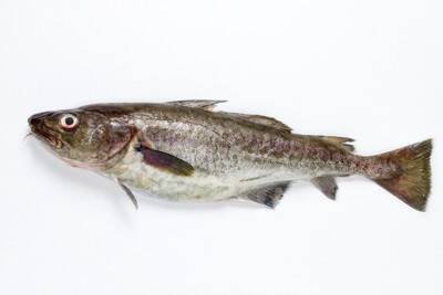 犬は『鱈（タラ）』を食べても大丈夫？プラスとなる栄養素や注意点まで解説