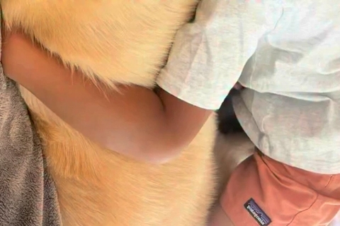 男の子が発熱し、おばあちゃんの家に行けず『泣いてしまった』結果→大型犬が近くで…まるで『母親のような光景』が13万再生「本当に優しい子」