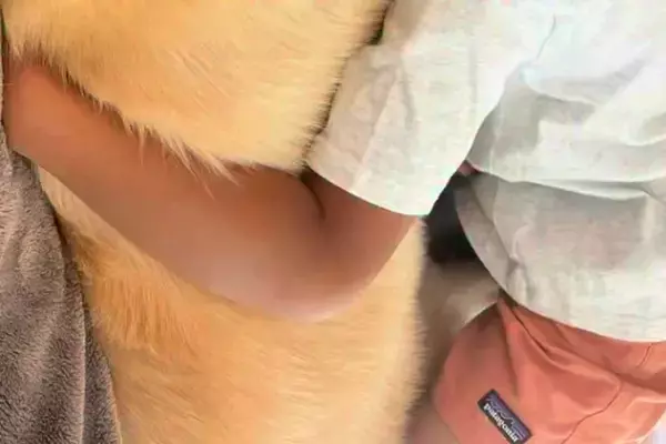 男の子が発熱し、おばあちゃんの家に行けず『泣いてしまった』結果→大型犬が近くで…まるで『母親のような光景』が13万再生「本当に優しい子」