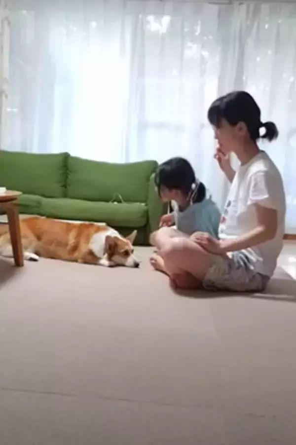 『耳掃除好きな犬』が見せた驚きの行動…まさかの"順番待ち"する姿が114万再生「自分を犬と思ってない」「うちのは嫌がりますｗ」