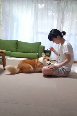 『耳掃除好きな犬』が見せた驚きの行動…まさかの"順番待ち"する姿が114万再生「自分を犬と思ってない」「うちのは嫌がりますｗ」