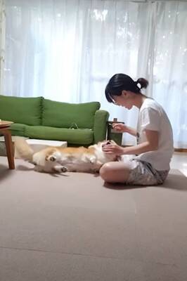 『耳掃除好きな犬』が見せた驚きの行動…まさかの"順番待ち"する姿が114万再生「自分を犬と思ってない」「うちのは嫌がりますｗ」