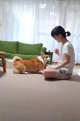 『耳掃除好きな犬』が見せた驚きの行動…まさかの"順番待ち"する姿が114万再生「自分を犬と思ってない」「うちのは嫌がりますｗ」