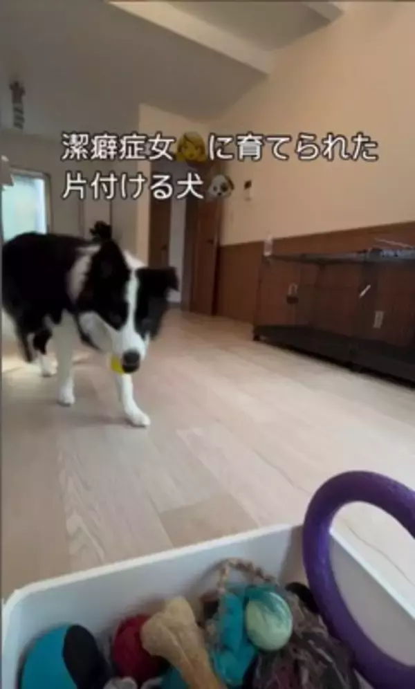 世界一賢い犬種が『ボール遊び』をした結果…想像以上だった『ルールに従う行動』が77万再生「さすがボーダーコリー」「教育に愛を感じる」