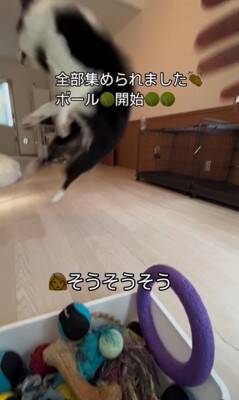 世界一賢い犬種が『ボール遊び』をした結果…想像以上だった『ルールに従う行動』が77万再生「さすがボーダーコリー」「教育に愛を感じる」
