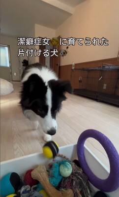 世界一賢い犬種が『ボール遊び』をした結果…想像以上だった『ルールに従う行動』が77万再生「さすがボーダーコリー」「教育に愛を感じる」