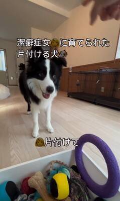 世界一賢い犬種が『ボール遊び』をした結果…想像以上だった『ルールに従う行動』が77万再生「さすがボーダーコリー」「教育に愛を感じる」