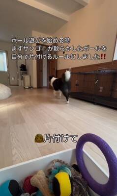 世界一賢い犬種が『ボール遊び』をした結果…想像以上だった『ルールに従う行動』が77万再生「さすがボーダーコリー」「教育に愛を感じる」