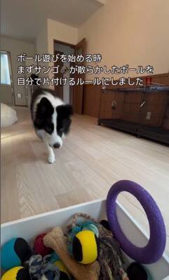 世界一賢い犬種が『ボール遊び』をした結果…想像以上だった『ルールに従う行動』が77万再生「さすがボーダーコリー」「教育に愛を感じる」