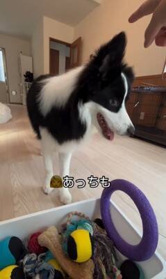 世界一賢い犬種が『ボール遊び』をした結果…想像以上だった『ルールに従う行動』が77万再生「さすがボーダーコリー」「教育に愛を感じる」