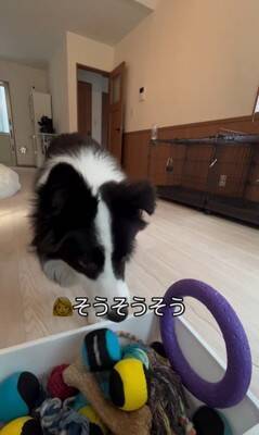 世界一賢い犬種が『ボール遊び』をした結果…想像以上だった『ルールに従う行動』が77万再生「さすがボーダーコリー」「教育に愛を感じる」