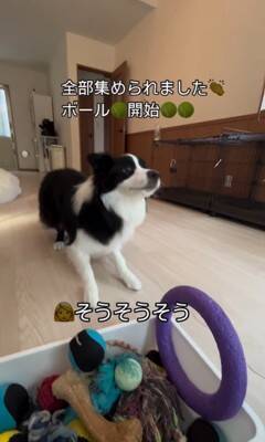 世界一賢い犬種が『ボール遊び』をした結果…想像以上だった『ルールに従う行動』が77万再生「さすがボーダーコリー」「教育に愛を感じる」