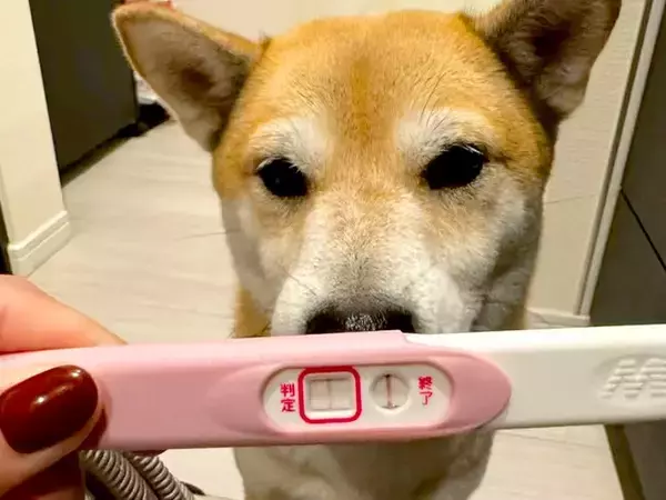 ママの妊娠を支えた2匹の犬→『出産後、赤ちゃんと仲良くなれるか』心配していたら…尊すぎる『はじめまして』が12万再生「素敵」「優しい」