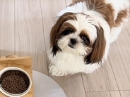 ご飯を食べようとしない犬→心配になり、病院に連れて行った結果…医者に告げられた『まさかの診断名』に反響「おもろすぎｗ」「愛くるしい」