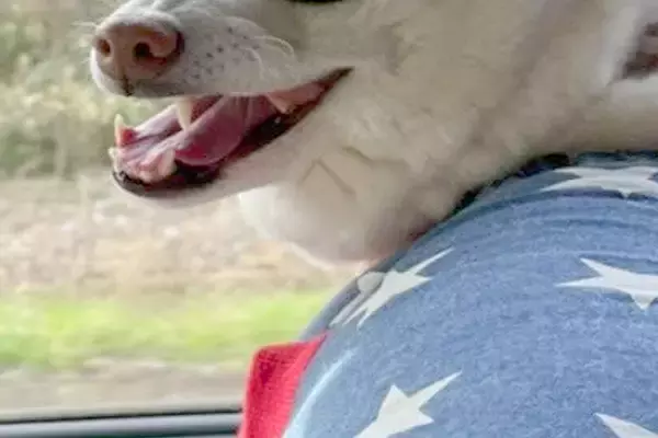 『お前のところの犬、もののけ姫に出てるやん』といつも言われるワンコ→そのまんま過ぎる『衝撃の表情』に8万いいね「セリフ聞こえる」「最高」