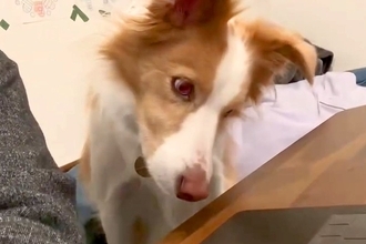 勉強中、犬が隣にやってきたので『犬の鳴き声』を流してみたら…絶対に集中できない『気が散る光景』が75万再生「首がｗｗ」「面白すぎ」と絶賛