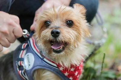 『犬用グッズ』絶対NGな使い方4つ　知らないと危険な飼い主のタブー行為とは