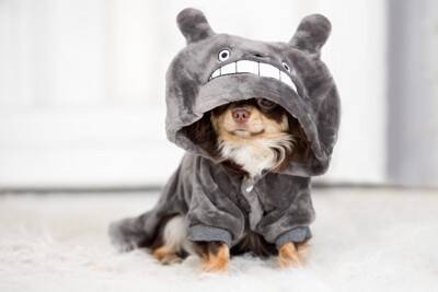 『犬用グッズ』絶対NGな使い方4つ　知らないと危険な飼い主のタブー行為とは