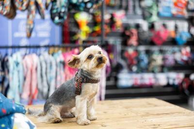 『犬用グッズ』絶対NGな使い方4つ　知らないと危険な飼い主のタブー行為とは