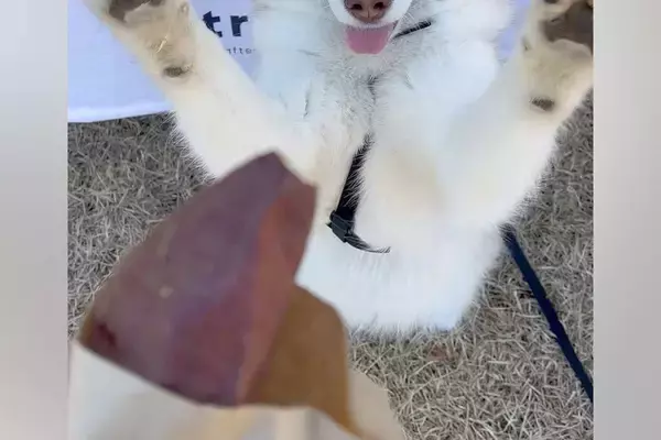 焼き芋を買ってもらった大型犬→目の前に出してあげると…まるで『小学生の子供のような喜び方』に1万いいね「可愛いリアクション」「嬉しそう」