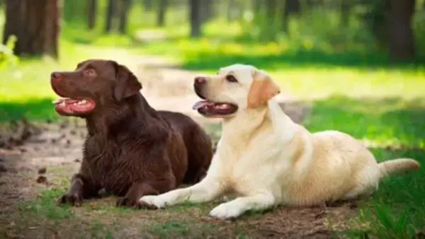 『肥満になりやすい』犬種5選　愛犬を太らせてしまう飼い主のタブー行為とは？